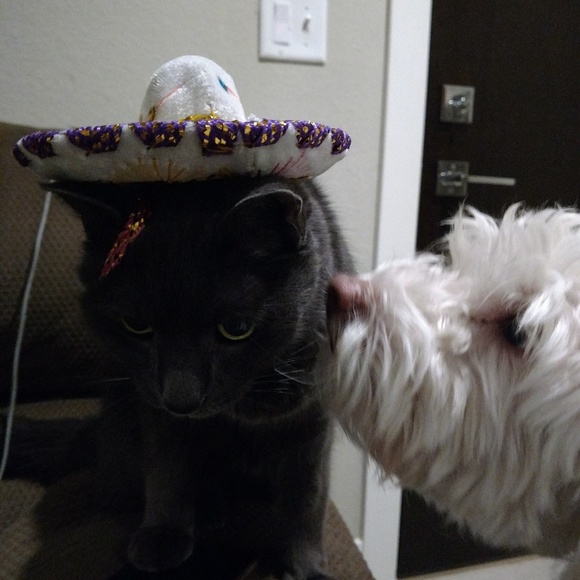 Meet your Posher, Hannah - Picture 2 of 2